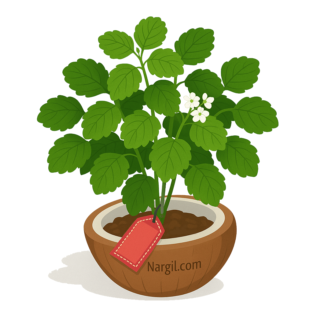 Nargil_Plectranthus Verticillatus
